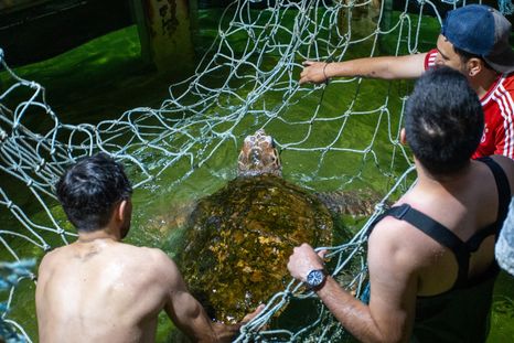 El tortugo Jorge en una red durante su traslado de Mendoza a Mar del Plata. Foto: Prensa Municipalidad de Mendoza El tortugo Jorge en una red durante su traslado de Mendoza a Mar del Plata. Foto: Prensa Municipalidad de Mendoza