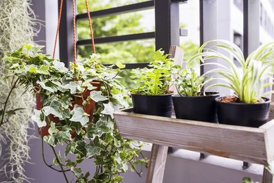 MDZol | Terrazas verdes, ¿Cómo diseñar y mantener tu propio jardín privado? Acá te enseñamos Foto: Shutterstock