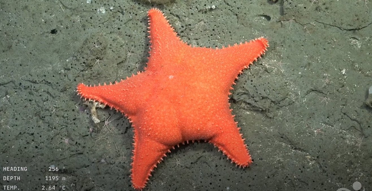 La estrella de mar abisal (Pteraster sp. o Hippasteria sp.) fue apodada por los espectadores como la La estrella de mar abisal (Pteraster sp. o Hippasteria sp.) fue apodada por los espectadores como la