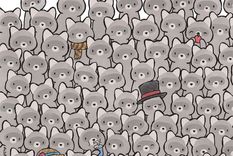 Acertijo visual, reto visual, gato Pinterest