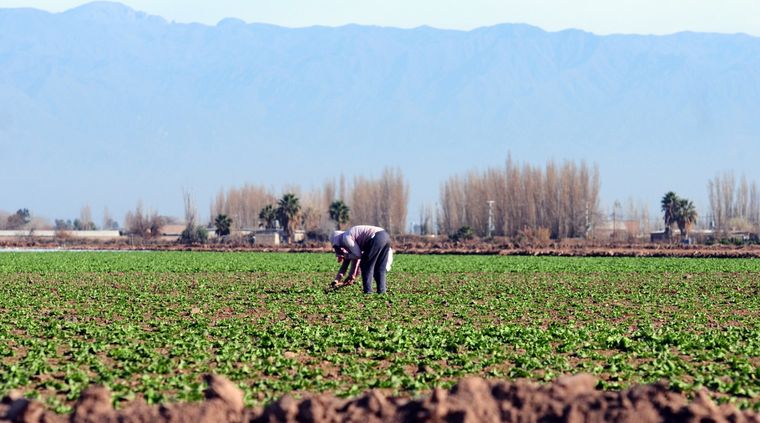 Esta temporada se cultivaron más hortalizas que lo habitual en la provincia. Foto: ALF PONCE MERCADO / MDZ