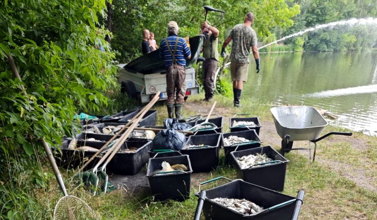La extrema ola de calor en Europa mató a los peces. Foto Efe
