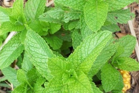 La menta es una de las hierbas aromáticas más utilizadas en el mundo gastronómico Foto: Shutterstock