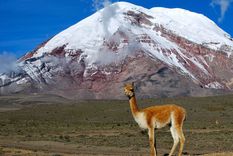 El volcán Chimborazo en Ecuador Foto: D. TORRES