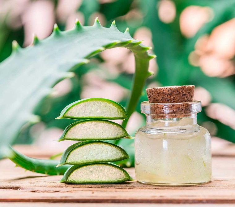 El aloe vera es una planta suculenta Foto: Shutterstock El aloe vera es una planta suculenta Foto: Shutterstock