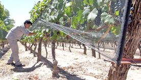 Productores del Valle de Uco aseguran que los instrumentos que hay a disposición para protegerse de las inclemencias climáticas. Foto: Prensa Gobierno Mendoza