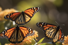 Las calendulas, entre otras flores, atraen a las mariposas Foto: Shutterstock