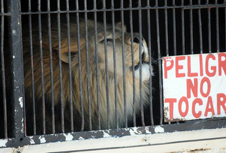 Así están los animales en el circo. Foto: Ivana González/MDZ