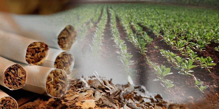 El negocio del tabaco, en el centro de la disputa legislativa.