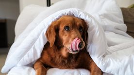 Evitar la pirotecnia sonora es la mejor forma de cuidar las mascotas. Evitar la pirotecnia sonora es la mejor forma de cuidar las mascotas.