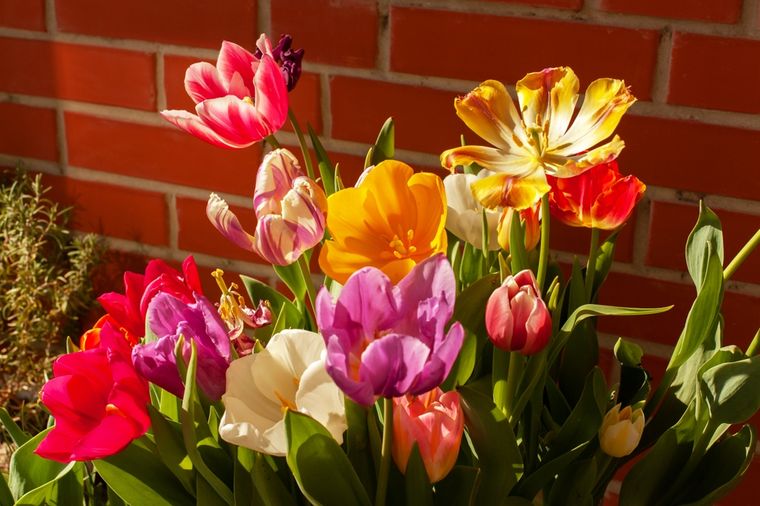 El secreto para que el tulipán crezca fuerte en casa.&nbsp;