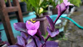 Estas plantas son ideales para una casa de pocas dimensiones. Estas plantas son ideales para una casa de pocas dimensiones.