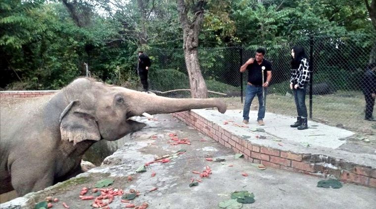Un elefante, en una reserva. Foto: ElPeriódico.