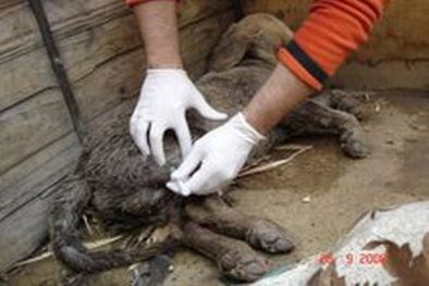 MDZol | Este Labrador era el cebo; aunque fue atendido por el veterinario, murió.