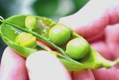El objetivo es desarrollar arvejas que no sepan a arvejas para usarlos como alternativa a la soja importada. Foto: GWYNDAF HUGHES/BBC El objetivo es desarrollar arvejas que no sepan a arvejas para usarlos como alternativa a la soja importada. Foto: GWYNDAF HUGHES/BBC
