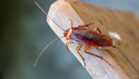 CUCARACHAS Las cucarachas representan una de las plagas más molestas Foto: SHUTTERSTOCK