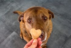 Perros Premios para mascotas Foto: Shutterstock