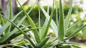 Utilizá esta planta a tu favor y la riqueza llegará a vos fácilmente Foto: Shutterstock