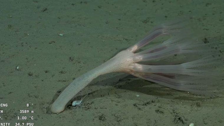 Investigación desde el fondo del mar. Foto: captura de video YouTube/ Schmidt Ocean.