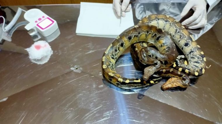 Las serpientes pitones rescatadas por la Gendarmería Nacional. 