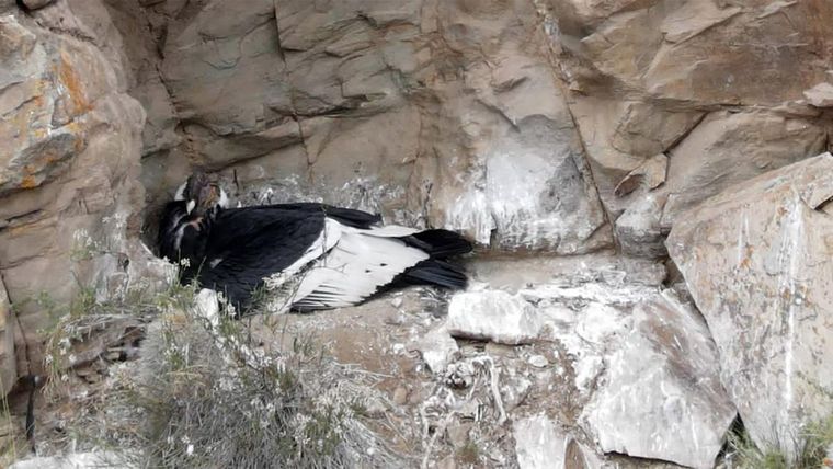 CÓNDOR ANDINO Esta especie es una de las más imponentes de Los Andes Foto: Prensa Gobierno de Mendoza