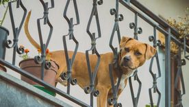 Perro Perro