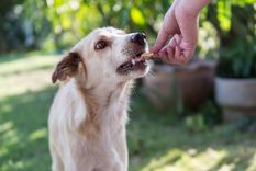 Foto: RESQ Charitable Trust