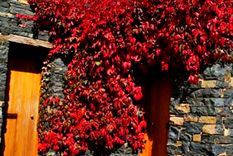 Parra virgen o Parthenocissus quinquefolia, en la imagen. Foto: gardensonline.com.au