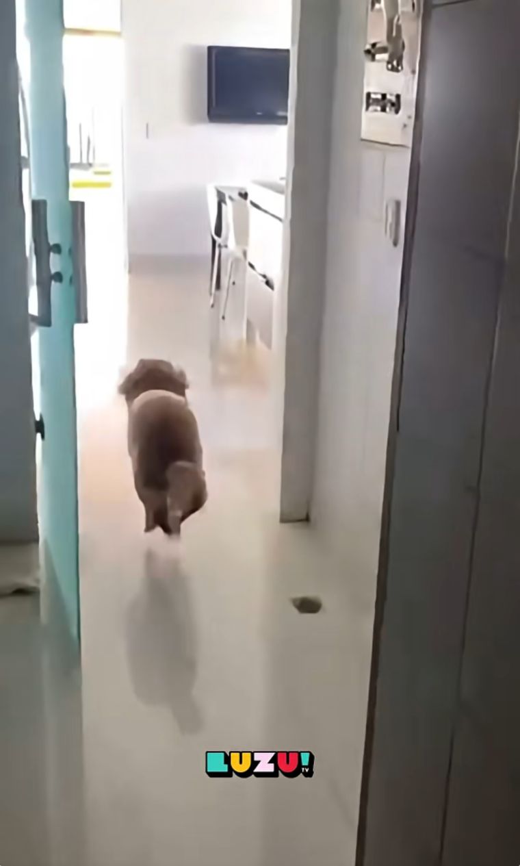 La cocina de Guillermo Francella destaca por sus muebles blancos. La cocina de Guillermo Francella destaca por sus muebles blancos.