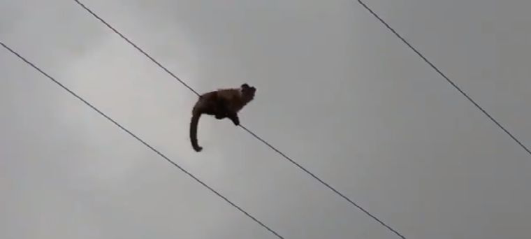 Apareció un mono en Godoy Cruz y tuvo un lamentable final