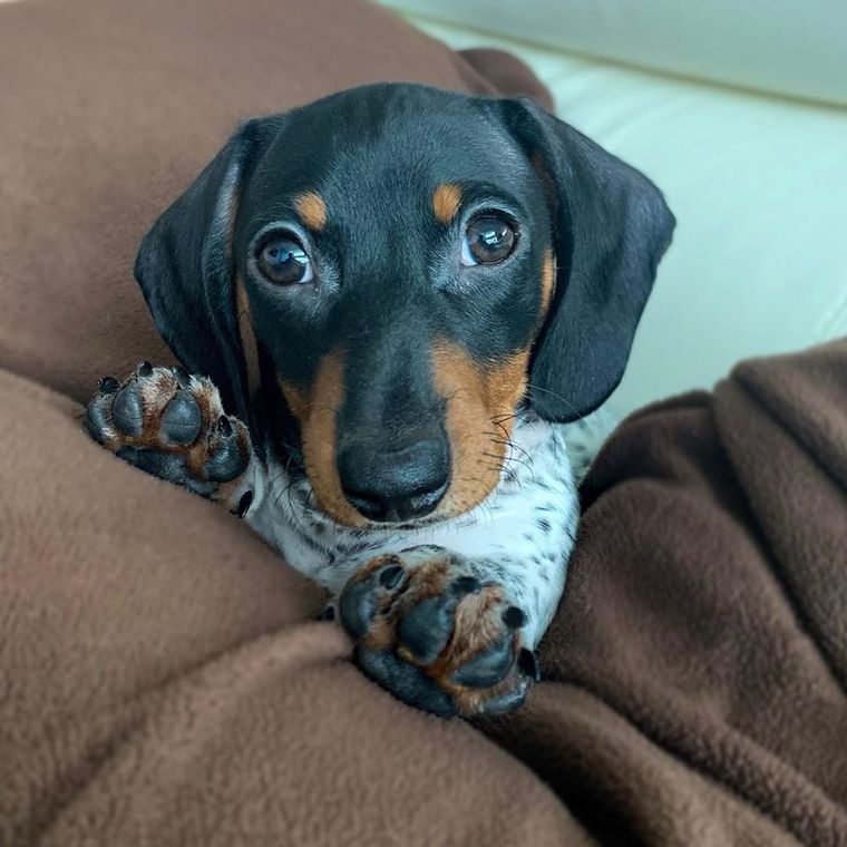 Moo es furor en las redes sociales por su pelaje similar al de una vaca