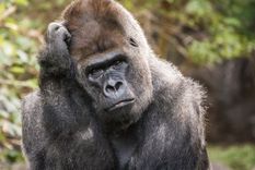 Foto: GETTY IMAGES Foto: GETTY IMAGES