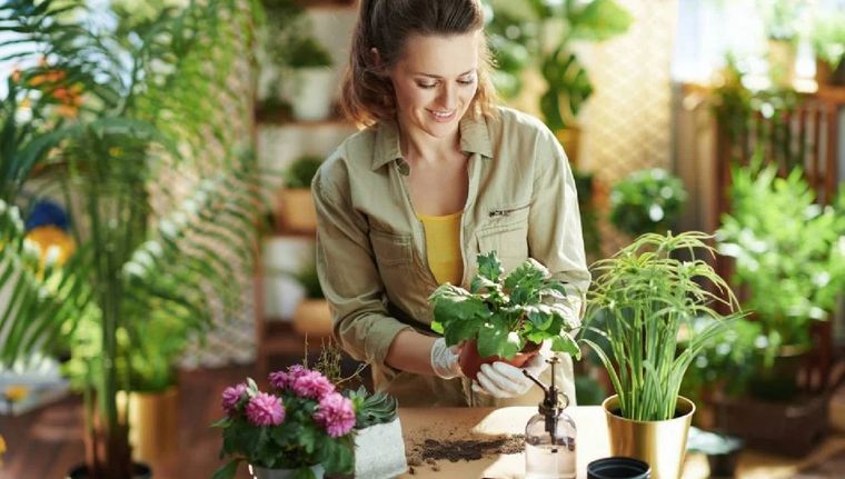 El significado de soñar con plantas (Shutterstock).