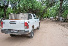Desde la Fundación aseguran que Iberá cuenta con al menos 28 yaguaretés que viven en libertad Foto: Fundación Rewilding Argentina