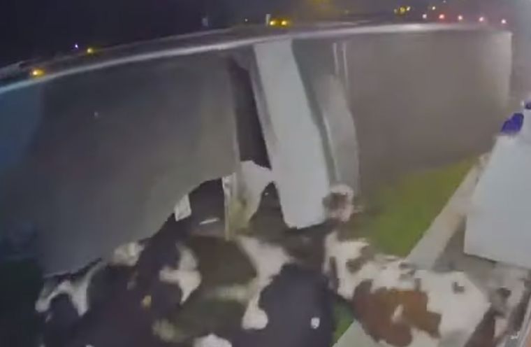 Desesperación El ganado terminó un tanto confundido.