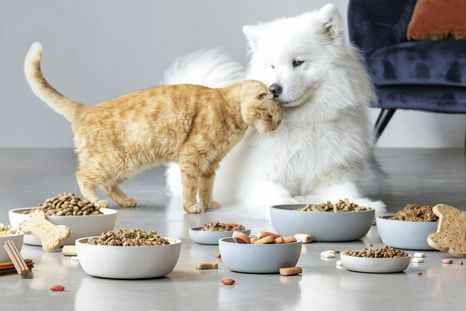 Esto fue lo que dijo la inteligencia artificial sobre la alimentación de las mascotas. Foto: Freepik.