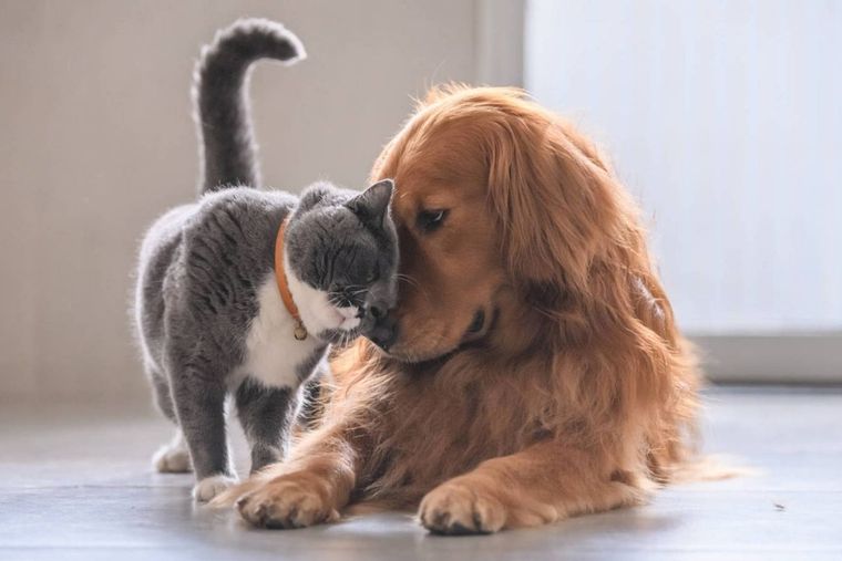 Aunque parecen similares, la comida de perros y gatos no son lo mismo. Foto: Shutterstock