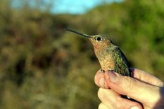 Los científicos explicaron que se trata de colibríes gigantes migratorios. Foto: Dpa.