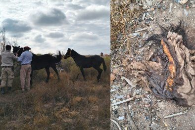 MDZol | caballos rescatados Maipú (1)