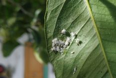 En tiempos en que muchos optan por soluciones más ecológicas, estos métodos caseros se posicionan como una alternativa práctica y sostenible Foto: coconet