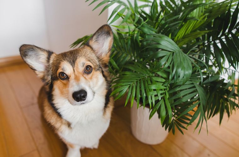 Mascotas Plantas que pueden ser tóxicas para ellos Foto: Shutterstock