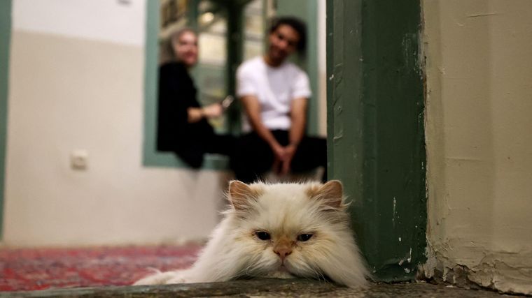 Teherán cuenta con un museo y cafetería privados para gatos, el Meowseum, y es famosa por tener muchos gatos viviendo en la calle.