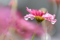 ¿que son las esencias florales de bach?