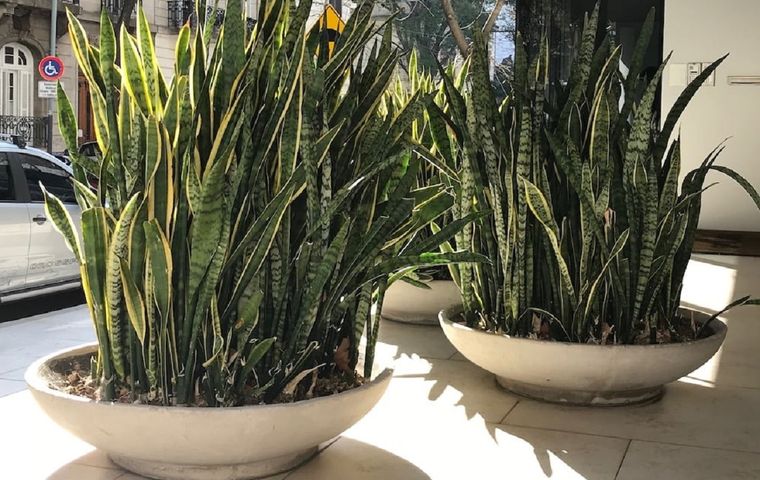 La Sansevieria es una planta muy popular y se puede cultivar en jardines o interiores Foto: Pinterest