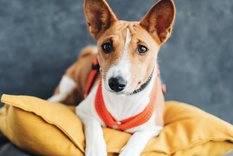 El Basenji tiene su origen en Congo, África. Foto: Shutterstock