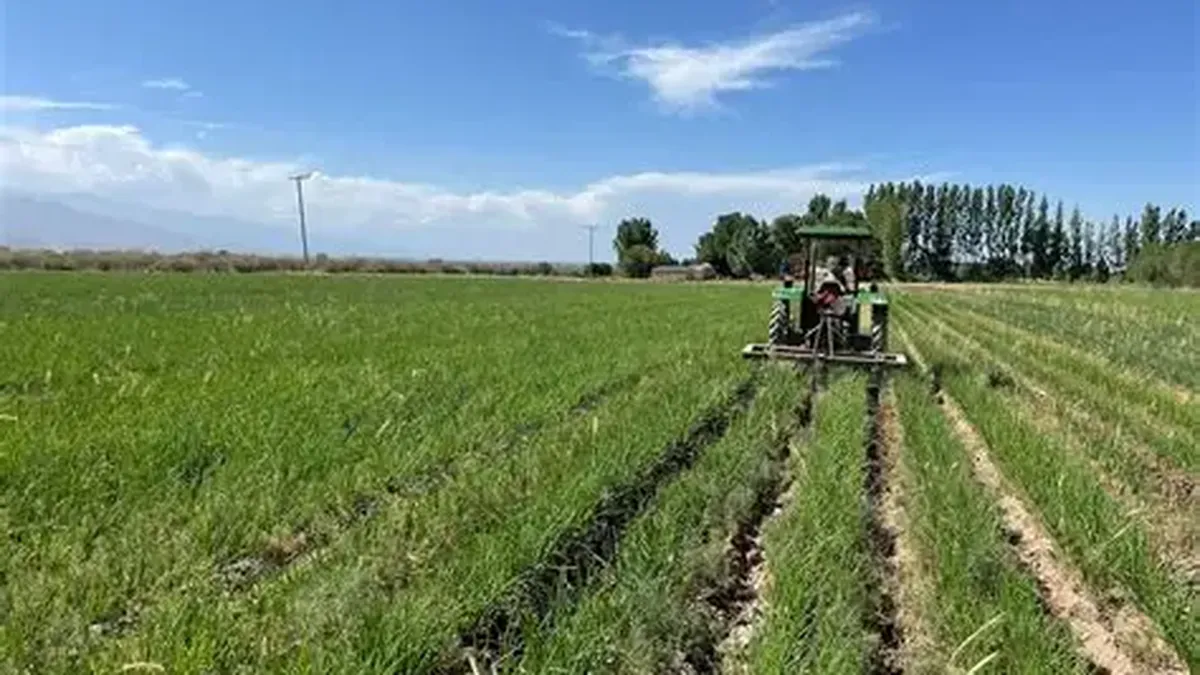 Suelos en alerta: un informe advierte que mejorar la fertilización podría generar 40.000 empleos