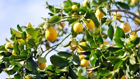 El truco para que el limonero crezca fuerte y saludable. El truco para que el limonero crezca fuerte y saludable.