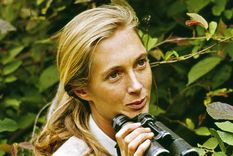 Jane Goodall en el Parque Nacional Gombe Stream, en Tanzania, en 1965. Jane Goodall en el Parque Nacional Gombe Stream, en Tanzania, en 1965.