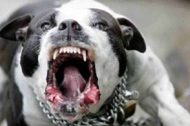 Estos son los trucos para que tu perro no sea agresivo Foto: Archivo MDZ