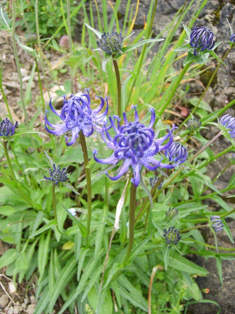 Existe una planta con gran variedad de propiedades medicinales. Foto: Shutterstock